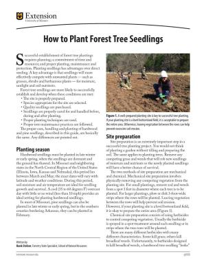 How to Plant Forest Tree Seedlings