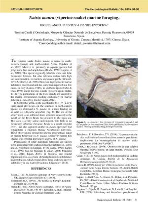 Natrix Maura (Viperine Snake) Marine Foraging