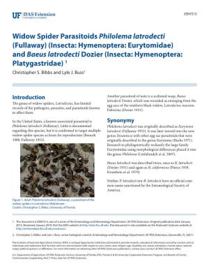 Widow Spider Parasitoids Philolema Latrodecti