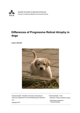 Differences of Progressive Retinal Atrophy in Dogs