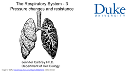 The Respiratory System - 3 Pressure Changes and Resistance