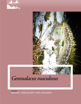 Geomalacus Maculosus