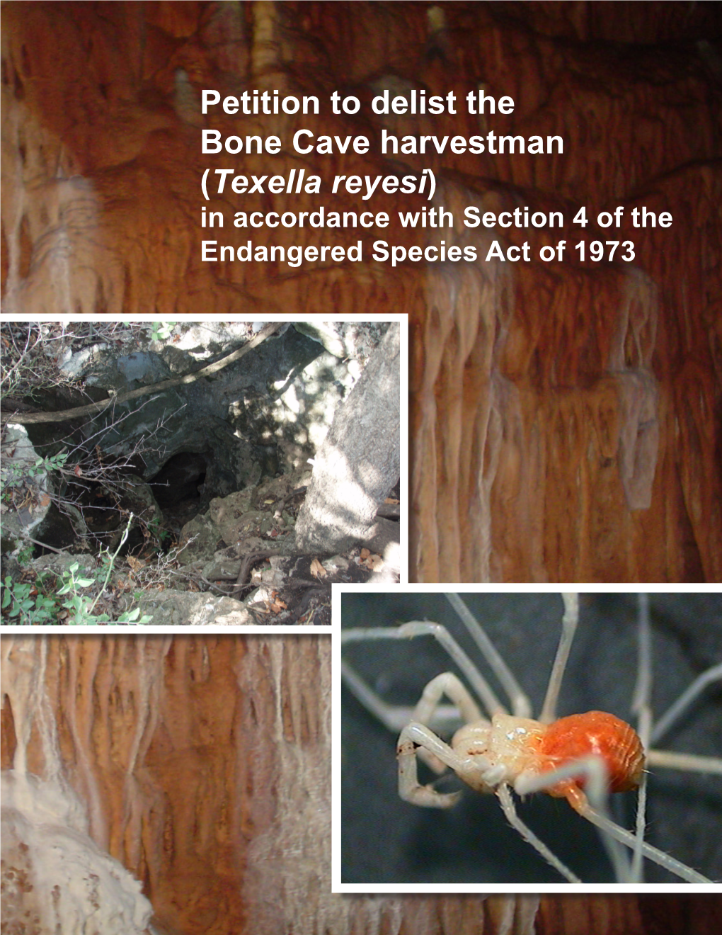 Petition to Delist the Bone Cave Harvestman (Texella Reyesi) in Accordance with Section 4 of the Endangered Species Act of 1973