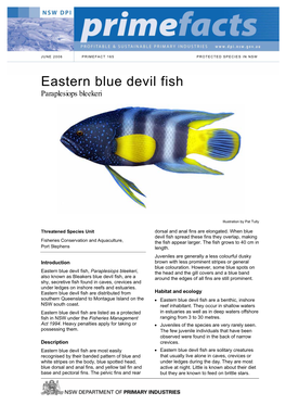 Eastern Blue Devil Fish Paraplesiops Bleekeri