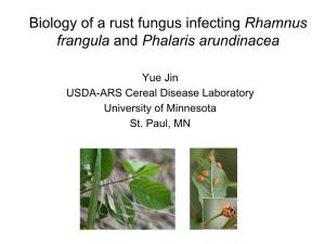 Biology of a Rust Fungus Infecting Rhamnus Frangula and Phalaris Arundinacea