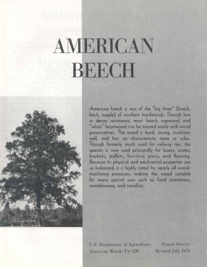 American Beech