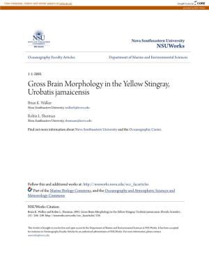 Gross Brain Morphology in the Yellow Stingray, Urobatis Jamaicensis Brian K