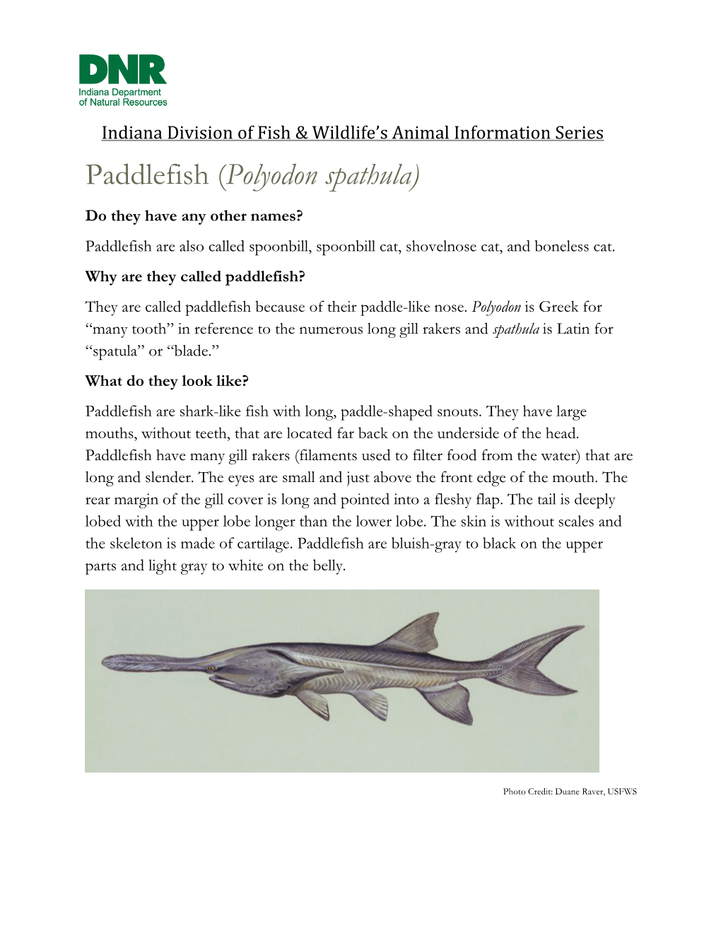 Indiana Division of Fish & Wildlife's Animal Information Series: Paddlefish