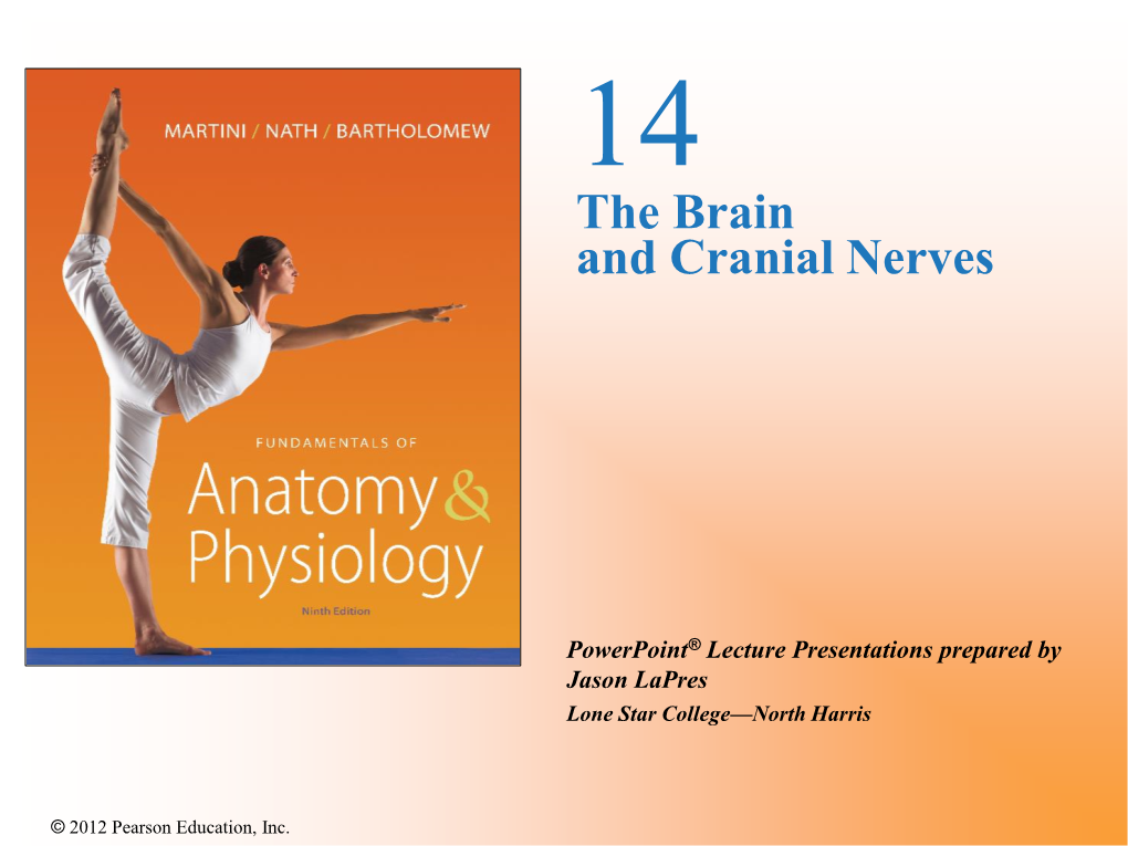 The Brain and Cranial Nerves