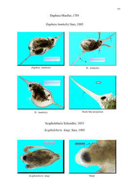 Daphnia Mueller, 1785 Daphnia Lumholtzisars, 1885 Scapholeberis Schoedler, 1853 Scapholeberis Kingi Sars, 1903