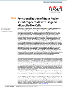 Functionalization of Brain Region-Specific Spheroids With