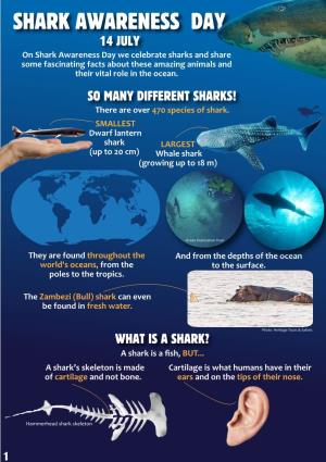 Shark Awareness Day 14 JULY on Shark Awareness Day We Celebrate Sharks and Share Some Fascinating Facts About These Amazing Animals and Their Vital Role in the Ocean