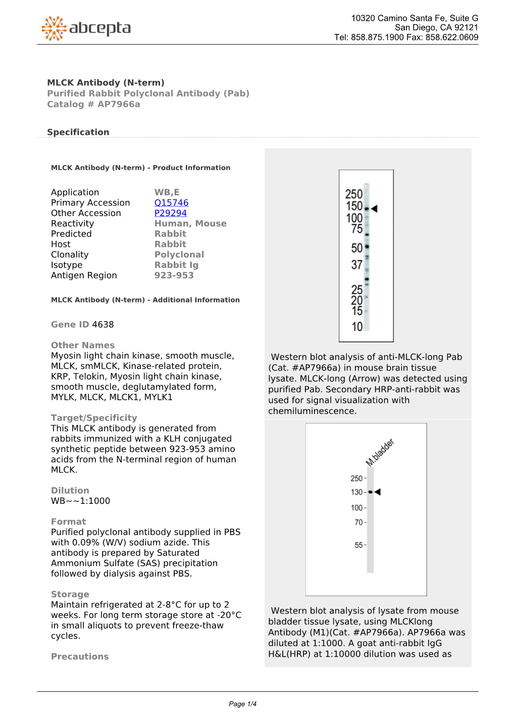 MLCK Antibody (N-Term) Purified Rabbit Polyclonal Antibody (Pab) Catalog # Ap7966a