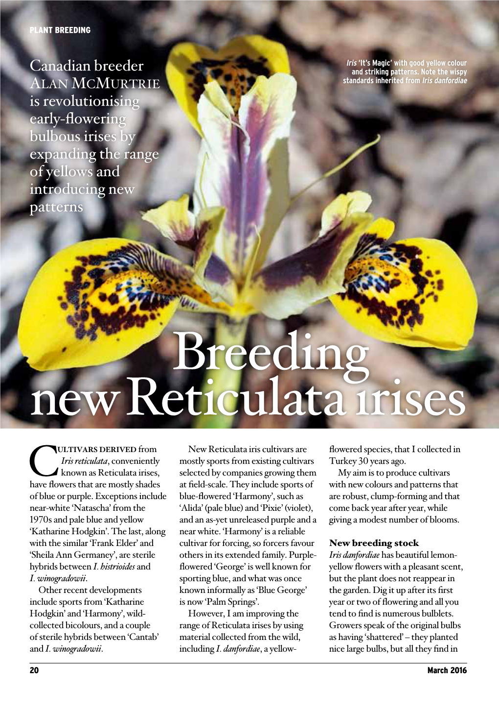 Breeding New Reticulata Irises