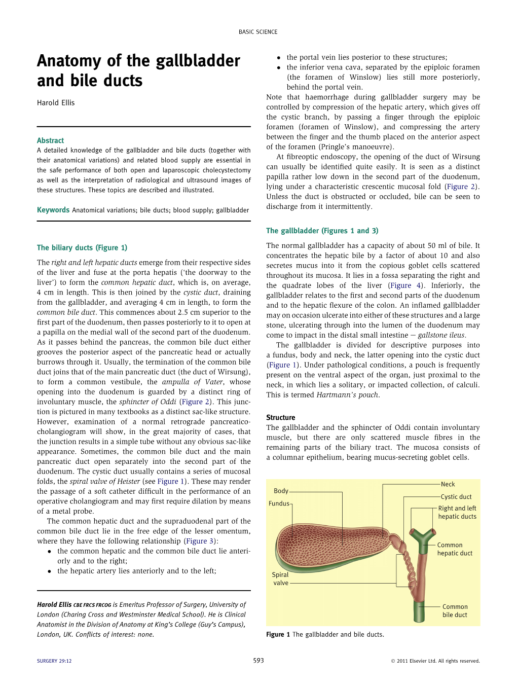 Anatomy of the Gallbladder and Bile Ducts