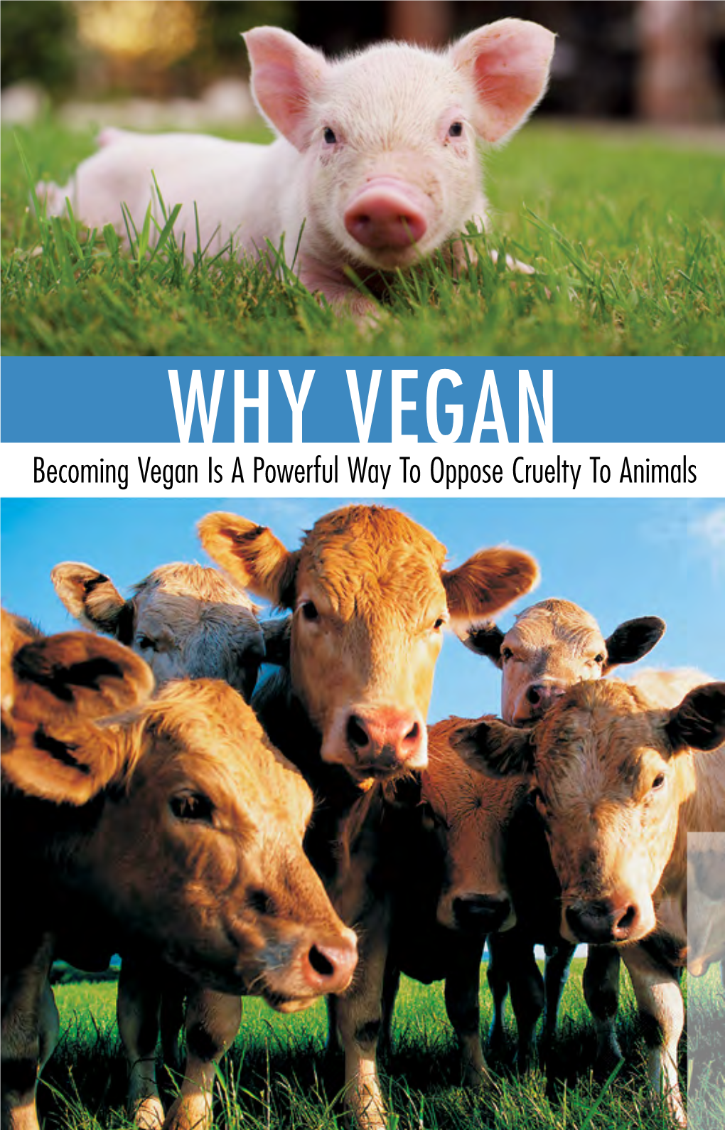 Why Vegan Becoming Vegan Is a Powerful Way to Oppose Cruelty to Animals the Animals We Eat