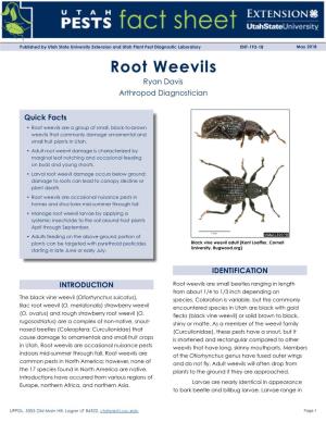 Root Weevils Ryan Davis Arthropod Diagnostician