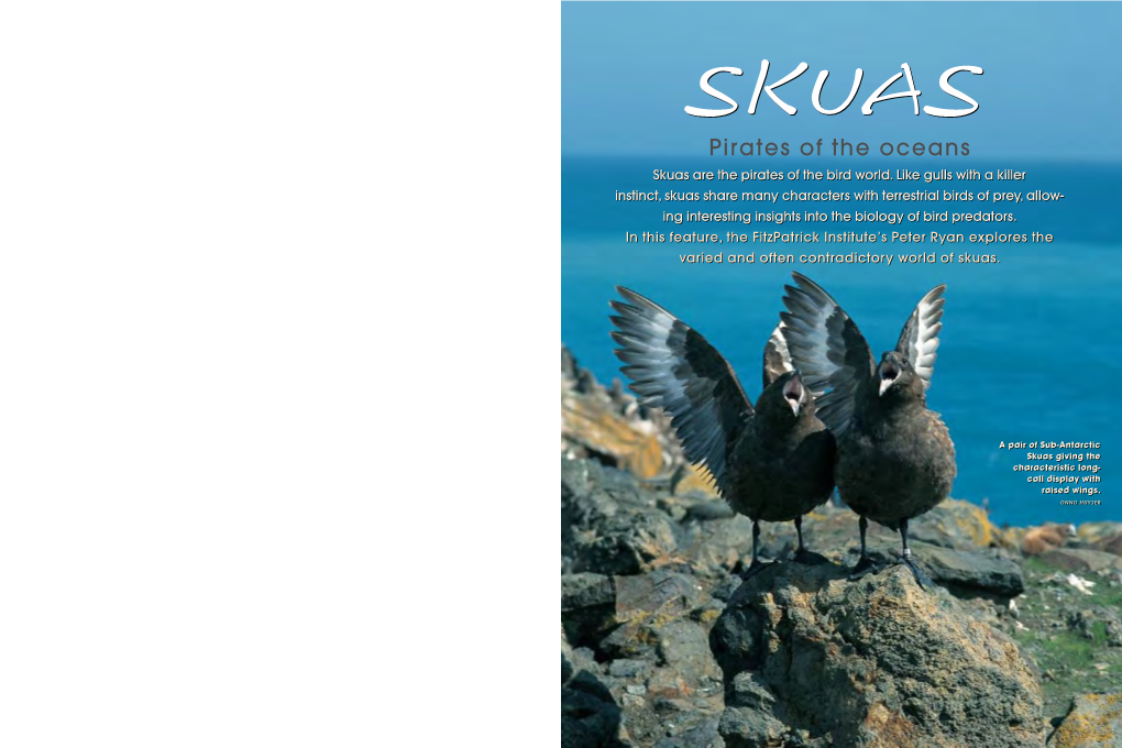 Pirates of the Oceans 12 13 13 14 Skuas Are the Pirates of the Bird World