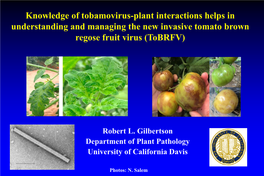 Knowledge of Tobamovirus-Plant Interactions Helps in Understanding and Managing the New Invasive Tomato Brown Regose Fruit Virus (Tobrfv)