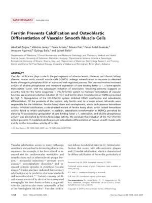 Ferritin Prevents Calcification and Osteoblastic Differentiation of Vascular Smooth Muscle Cells