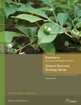 Deerberry (Vaccinium Stamineum ) in Ontario Ontario Recovery Strategy Series