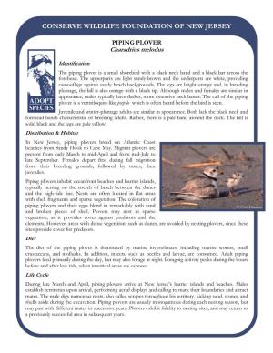 Piping Plover Info Sheet