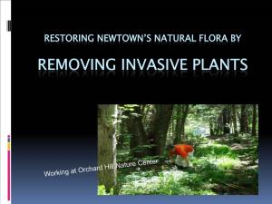 Restoring Newtown's Natural Flora by Removing Invasive Plants