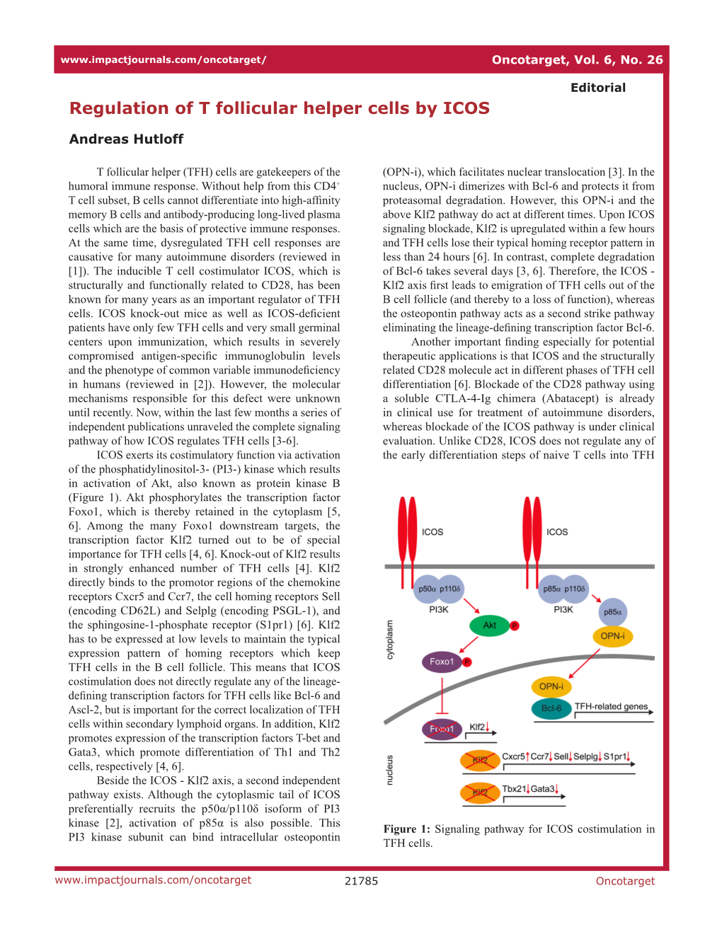 Regulation of T Follicular Helper Cells by ICOS