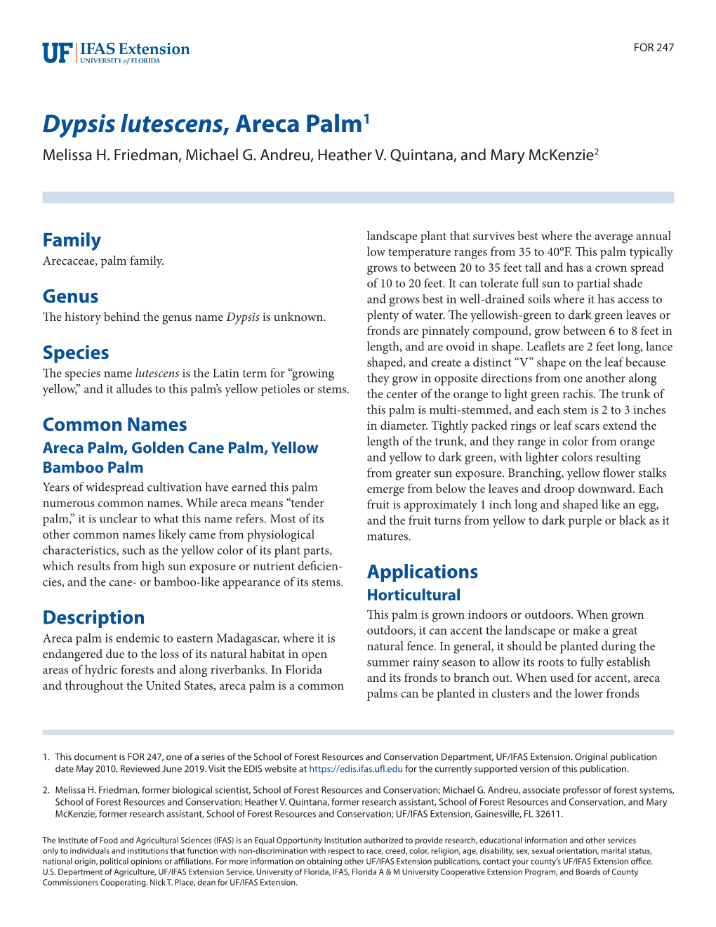 Dypsis Lutescens, Areca Palm1 Melissa H