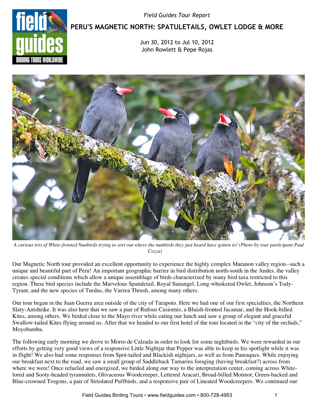 Field Guides Birding Tours Peru's Magnetic North
