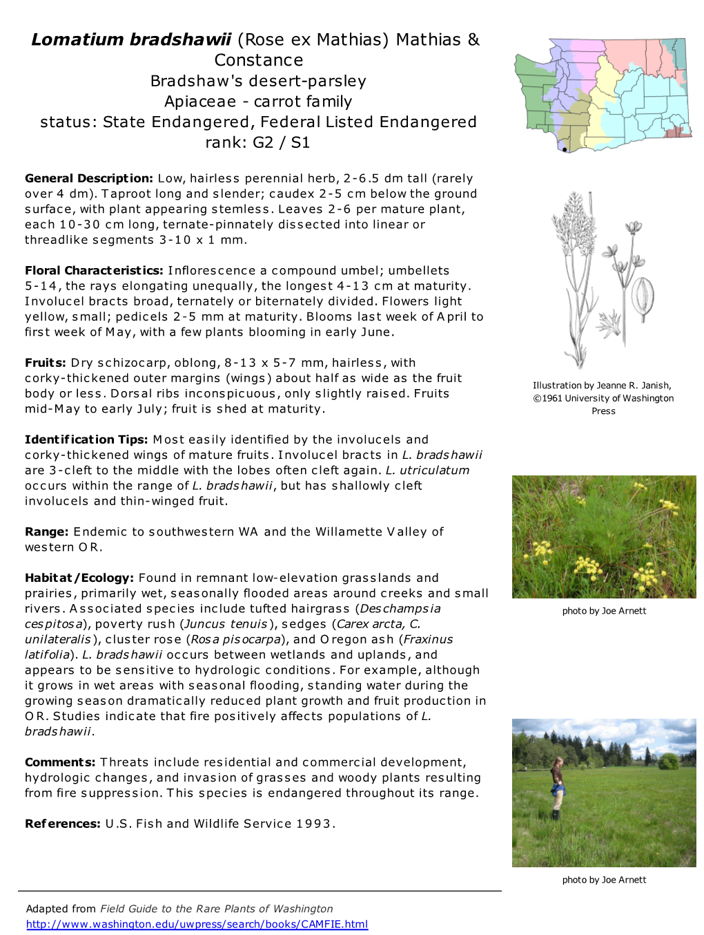 Lomatium Bradshawii