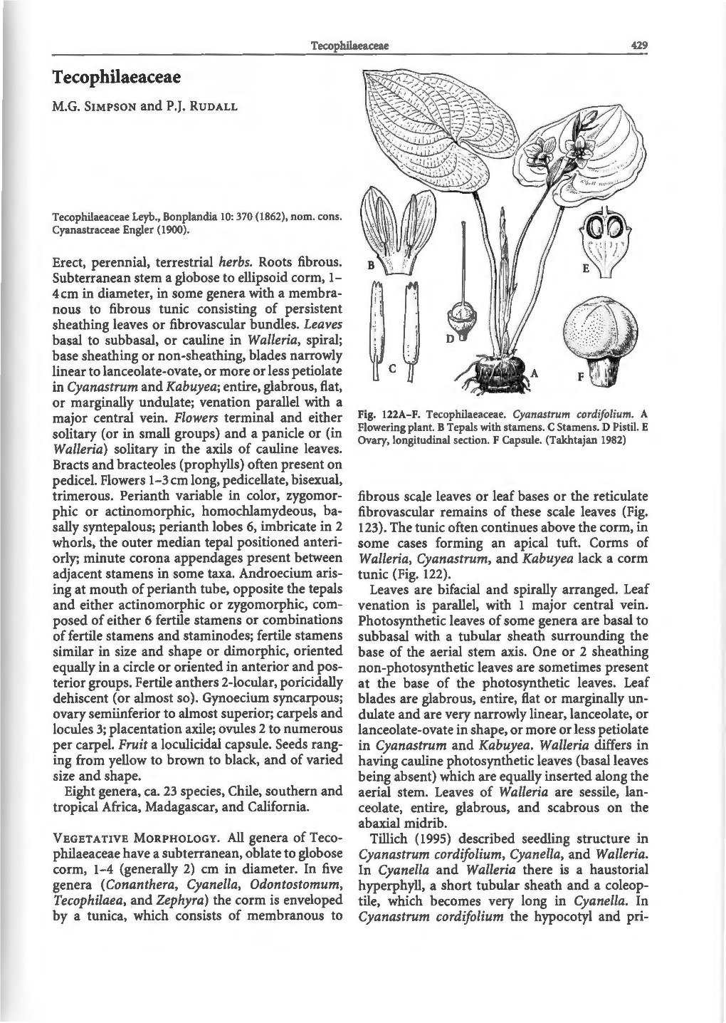 Tecophilaeaceae 429 Tecophilaeaceae M.G