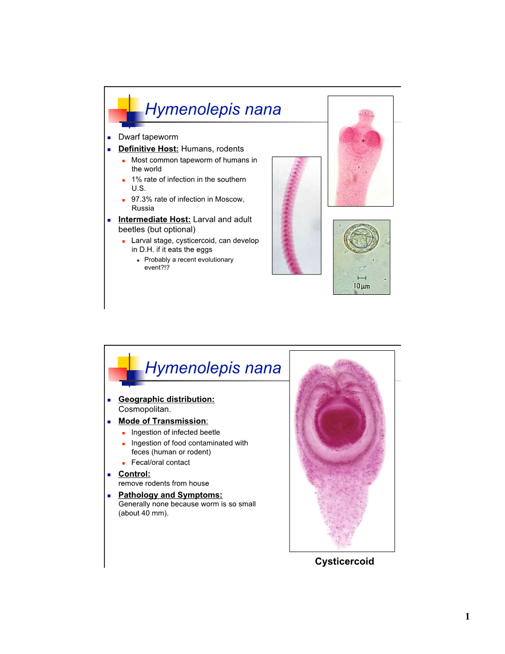 Hymenolepis Nana Hymenolepis Nana