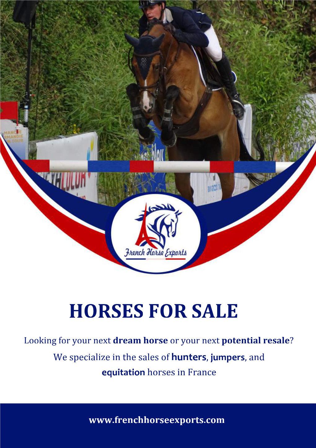 Download the Catalogue of Horses for Sale