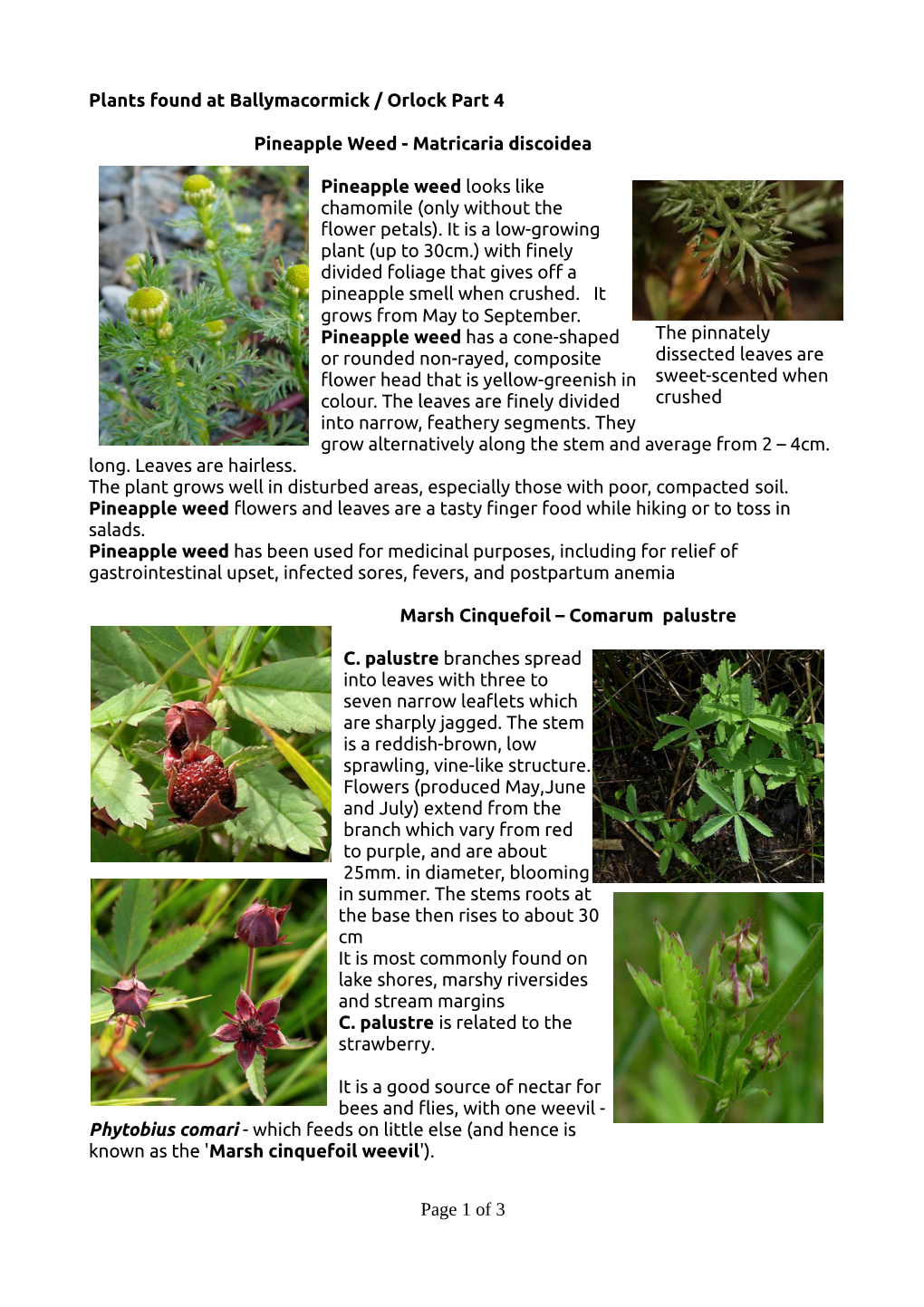 Plants Found at Ballymacormick / Orlock Part 4 Pineapple Weed