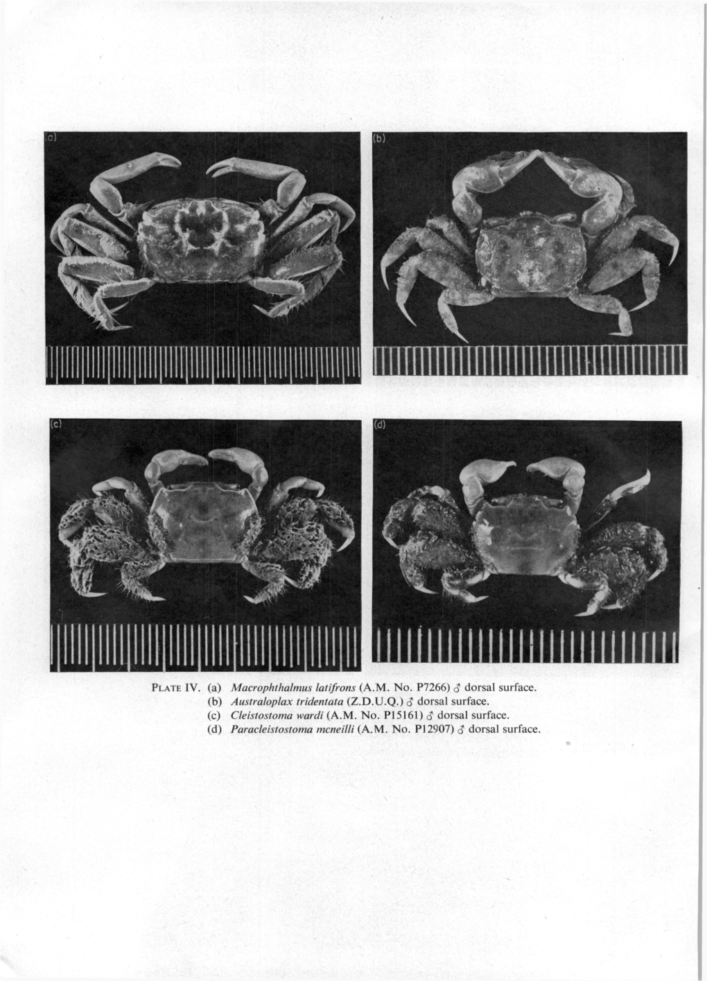 PLATE IV. (A) Macrophthalmus Latifrons (A.M. No. P7266) $ Dorsal Surface