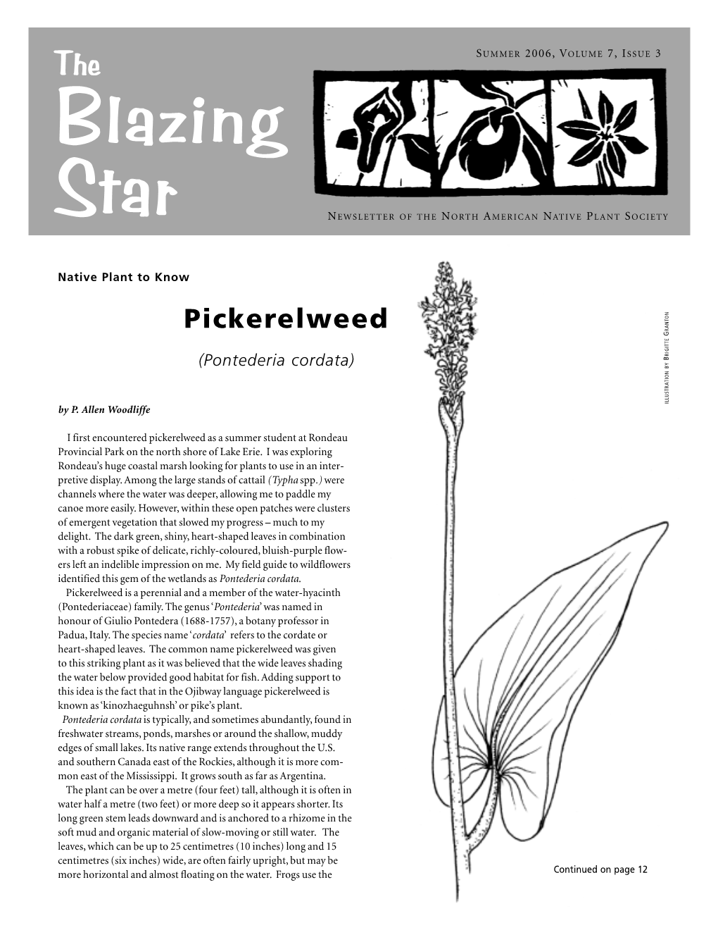 Pickerelweed RANTON G RIGITTE (Pontederia Cordata) B ILLUSTRATION by by P