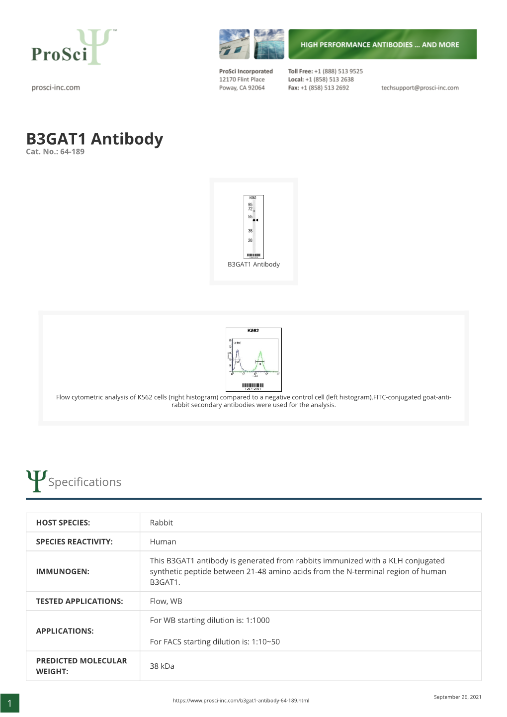 B3GAT1 Antibody Cat