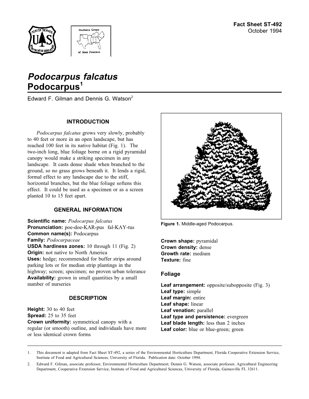 Podocarpus Falcatus Podocarpus1 Edward F