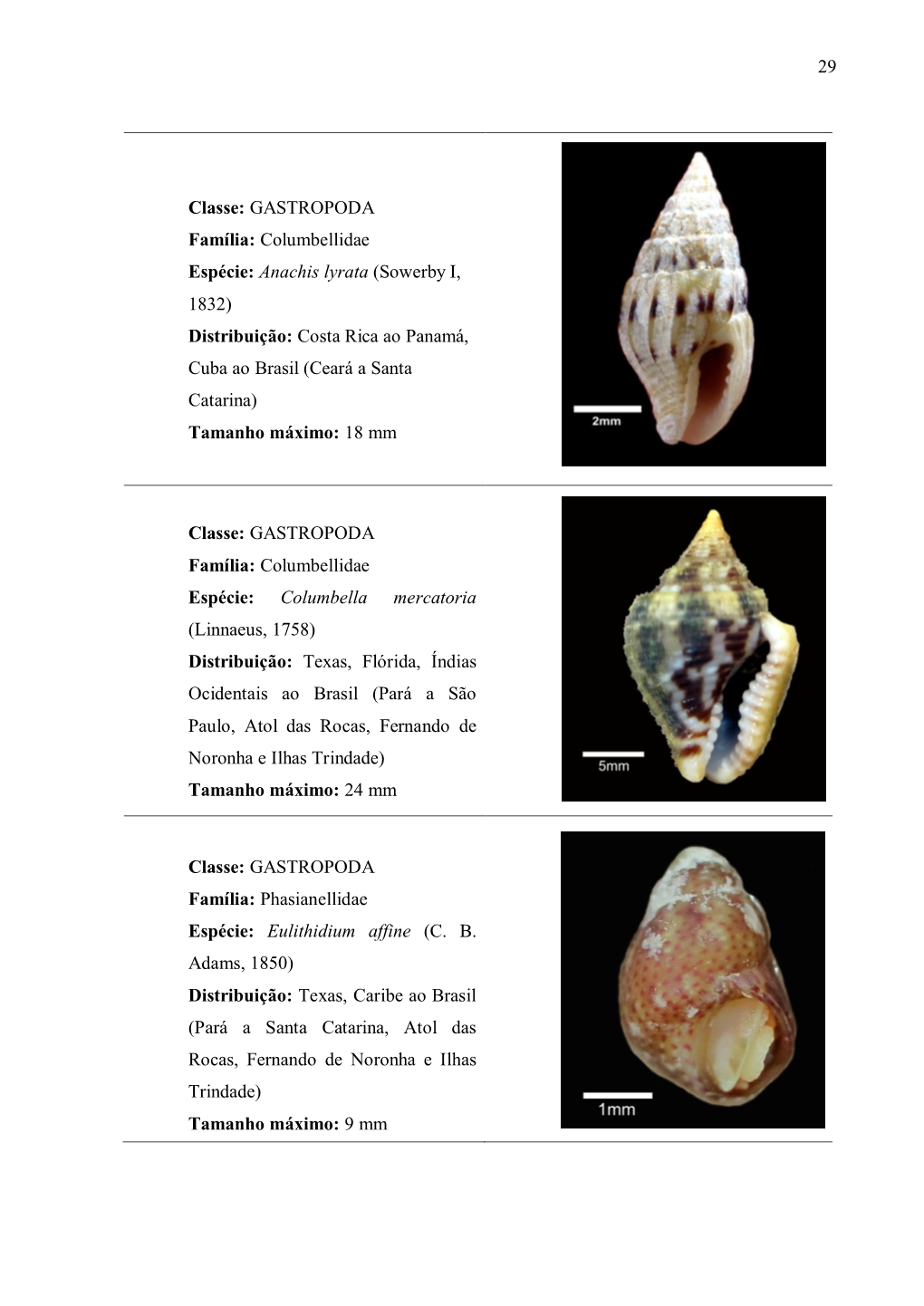 29 Classe: GASTROPODA Família: Columbellidae Espécie: Anachis