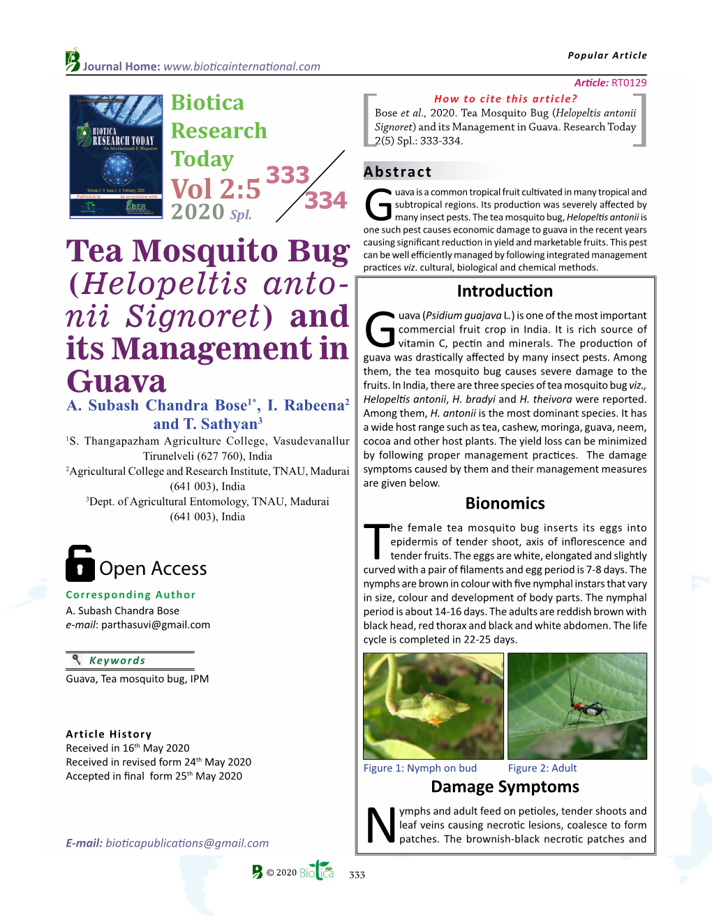 Tea Mosquito Bug (Helopeltis Anto- Nii Signoret) and Its Management in Guava