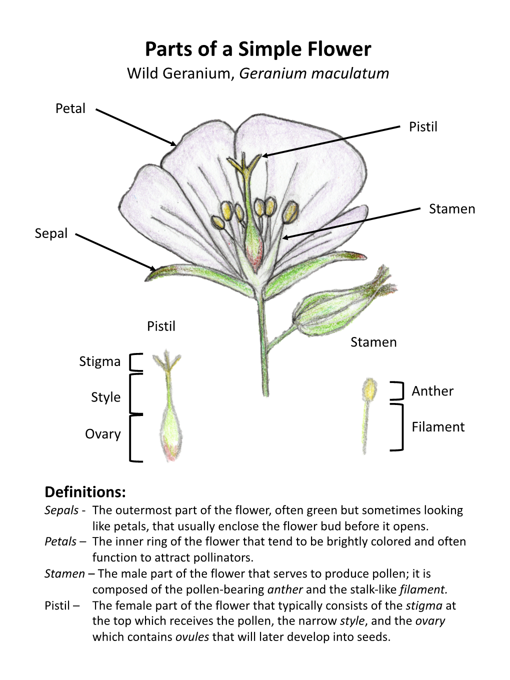 Flower Parts Diagram