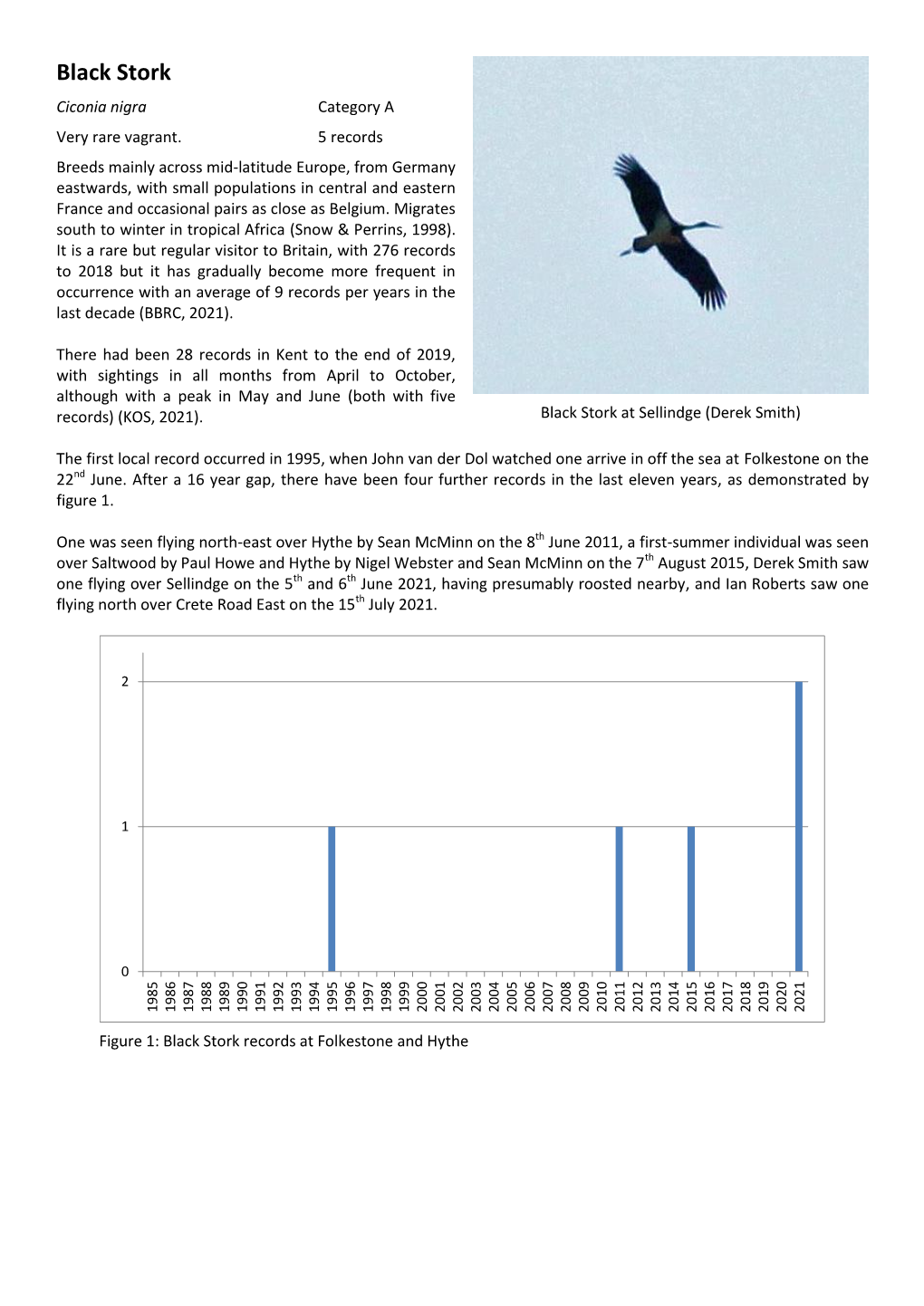 Black Stork Ciconia Nigra Category a Very Rare Vagrant