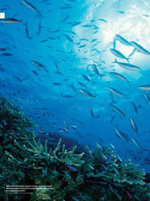 Marine Life, Including Fish, Seaweed, and Algae, Represents a Unique and Growing Global Resource for the Production of Nutraceuticals and Functional Food Ingredients