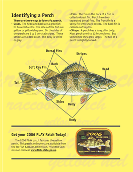 Identifying a Perch Called a Dorsal Fin