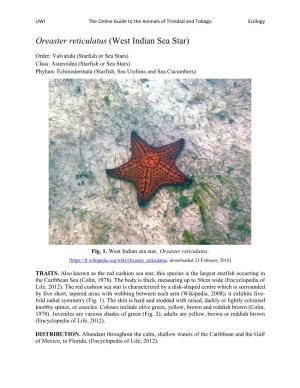Oreaster Reticulatus (West Indian Sea Star)