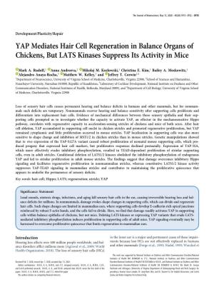 YAP Mediates Hair Cell Regeneration in Balance Organs of Chickens, but LATS Kinases Suppress Its Activity in Mice