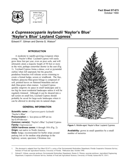 X Cupressocyparis Leylandii 'Naylor's Blue' 'Naylor's Blue' Leyland Cypress