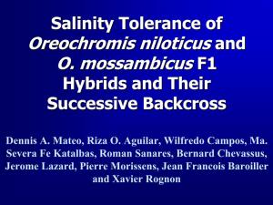 Oreochromis Niloticus and O. Mossambicus F1