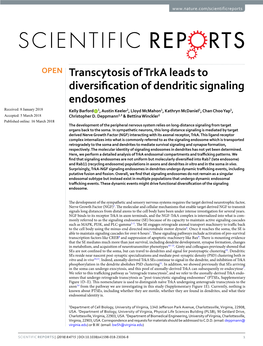 Transcytosis of Trka Leads to Diversification of Dendritic Signaling